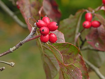 Flowering Dogwood (Cornus florida) fruit