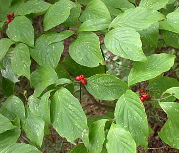 Flowering Dogwood (Cornus florida) leaf