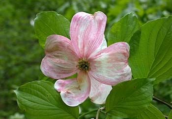 Flowering Dogwood (Cornus florida) flower