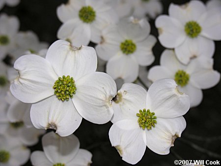 Flowering Dogwood (Cornus florida) flowers