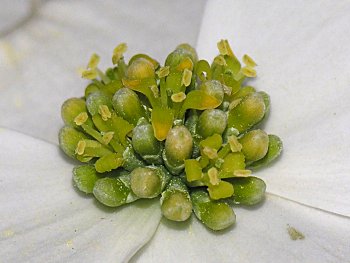 Flowering Dogwood (Cornus florida) flower