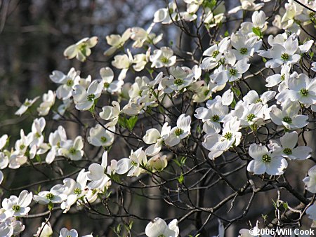 Flowering Dogwood (Cornus florida) flowers