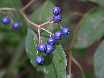 Stiff Dogwood (Cornus foemina)