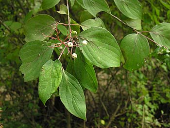 Gray Dogwood (Cornus racemosa)