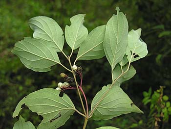 Gray Dogwood (Cornus racemosa)