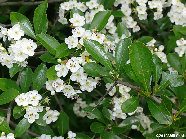 Cockspur Hawthorn (Crataegus crus-galli)