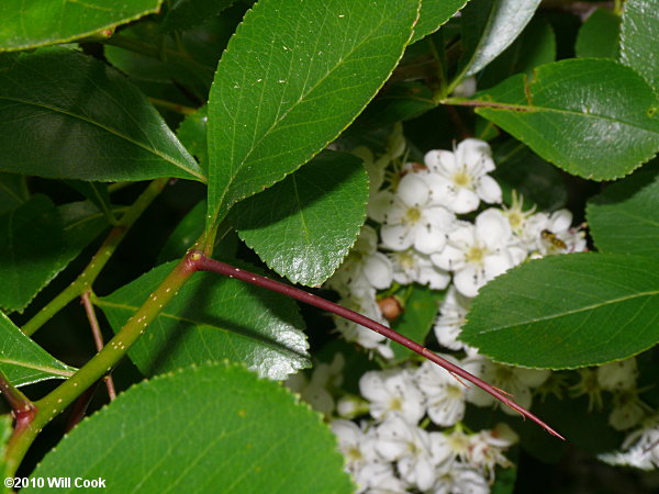 Cockspur Hawthorn (Crataegus crus-galli)