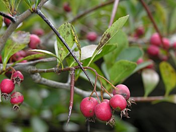 Cockspur Hawthorn (Crataegus crus-galli)