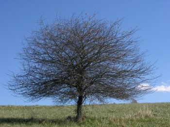 Cockspur Hawthorn (Crataegus crus-galli)