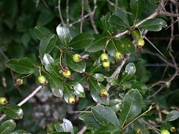 Cockspur Hawthorn (Crataegus crus-galli)