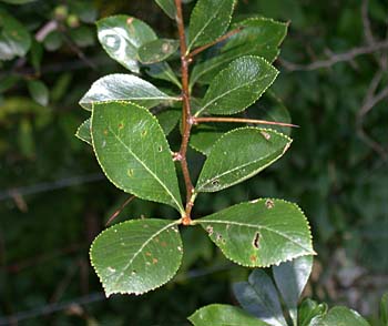 Cockspur Hawthorn (Crataegus crus-galli)