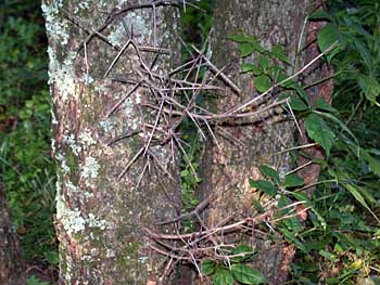 Cockspur Hawthorn (Crataegus crus-galli)