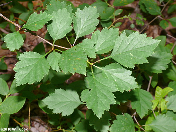 Fanleaf Hawthorn (Crataegus flabellata)