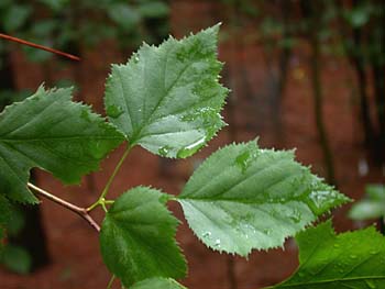 Fanleaf Hawthorn (Crataegus flabellata)