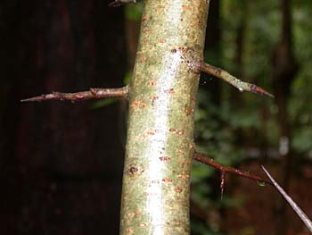 Fanleaf Hawthorn (Crataegus flabellata)