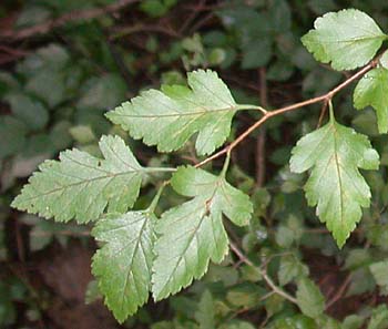 Parsley Hawthorn (Crataegus marshallii)