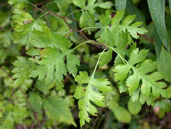Parsley Hawthorn (Crataegus marshallii)