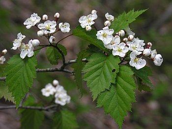 Bigfruit Hawthorn (Crataegus macrosperma)