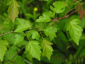 Parsley Hawthorn (Crataegus marshallii)