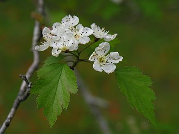 Frosted Hawthorn (Crataegus pruinosa)