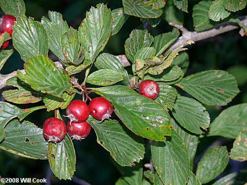 Dotted Hawthorn (Crataegus punctata)