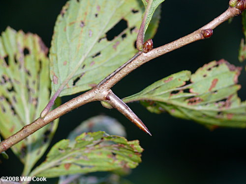 Dotted Hawthorn (Crataegus punctata)