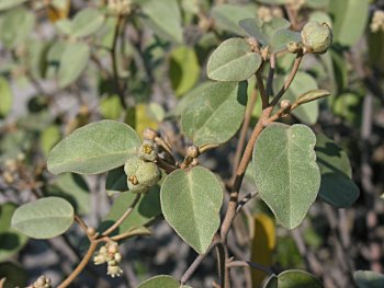 Gulf Croton (Croton punctatus)