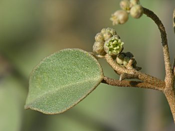 Gulf Croton (Croton punctatus)