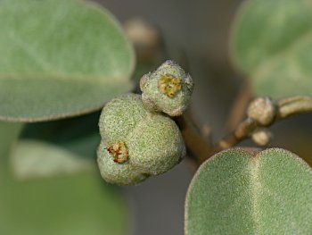 Gulf Croton (Croton punctatus)