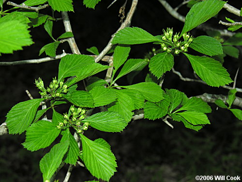 Dotted Hawthorn (Crataegus punctata)