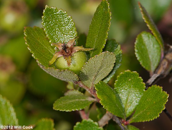 One-flowered Hawthorn (Crataegus uniflora)