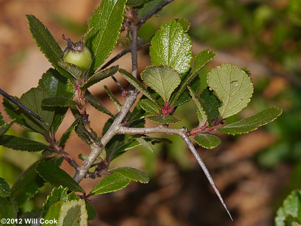 One-flowered Hawthorn (Crataegus uniflora)