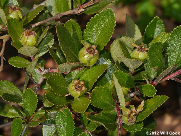 One-flowered Hawthorn (Crataegus uniflora)