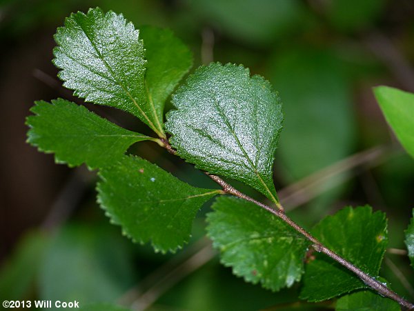 One-flowered Hawthorn (Crataegus uniflora)