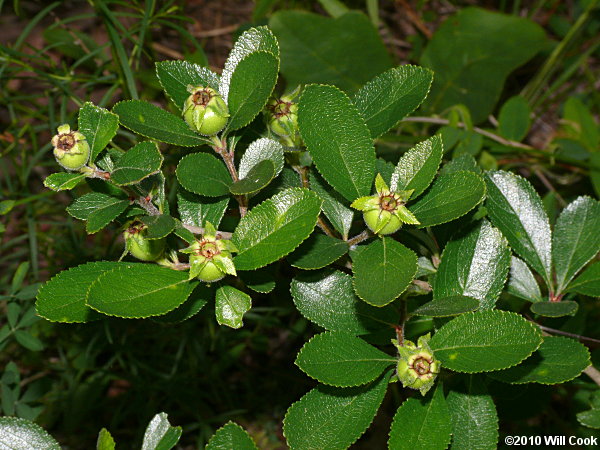 One-flowered Hawthorn (Crataegus uniflora)