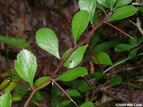 One-flowered Hawthorn (Crataegus uniflora)