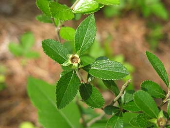 One-flowered Hawthorn (Crataegus uniflora)