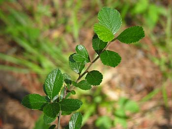 One-flowered Hawthorn (Crataegus uniflora)