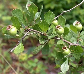 One-flowered Hawthorn (Crataegus uniflora)