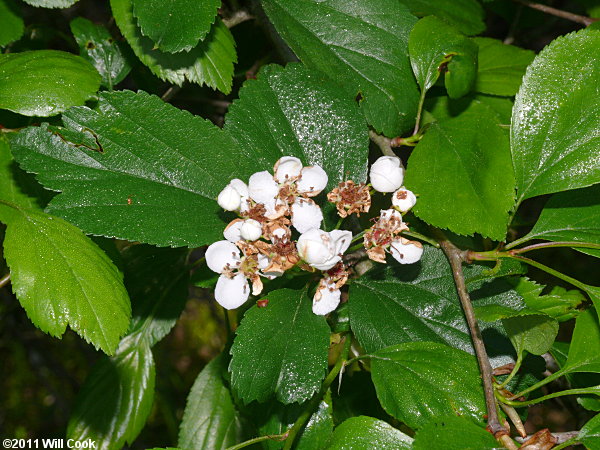 Green Hawthorn (Crataegus viridis)