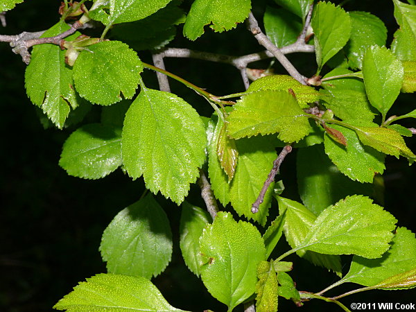 Green Hawthorn (Crataegus viridis)