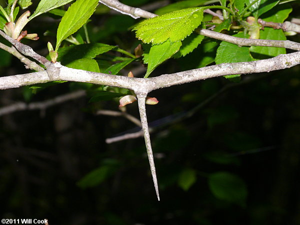 Green Hawthorn (Crataegus viridis)