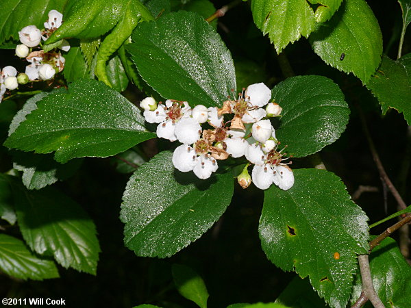 Green Hawthorn (Crataegus viridis)