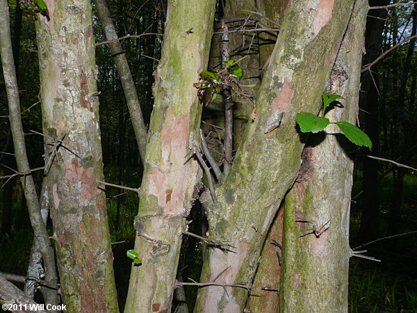 Green Hawthorn (Crataegus viridis)