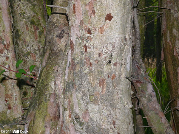 Green Hawthorn (Crataegus viridis)