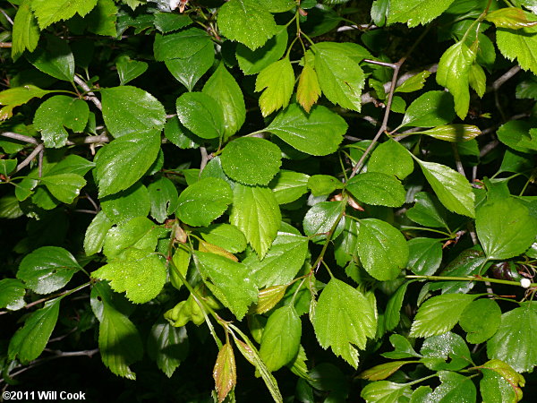 Green Hawthorn (Crataegus viridis)