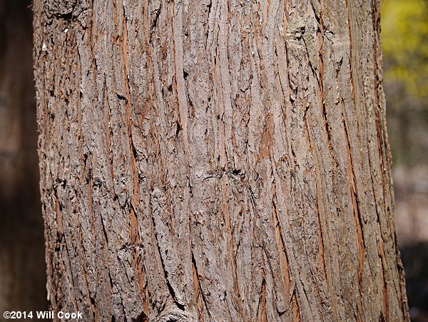 China-fir (Cunninghamia lanceolata) bark