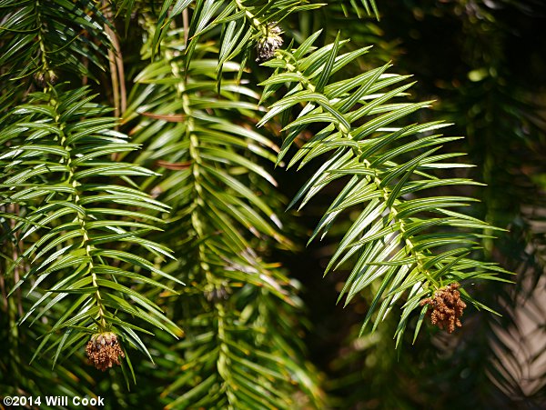China-fir (Cunninghamia lanceolata) leaves