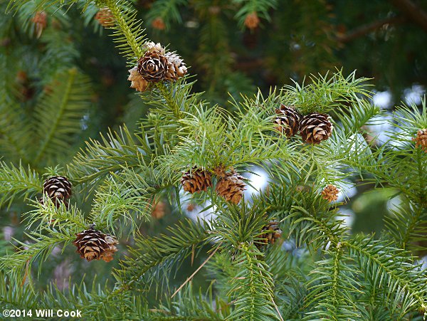 China-fir (Cunninghamia lanceolata) leaves and cones