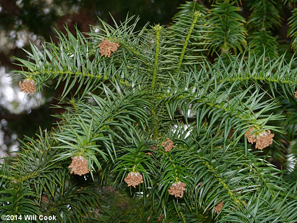 China-fir (Cunninghamia lanceolata) pollen cones